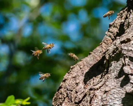 Why Protecting Honeybees Might Negatively Affect Wild Bee Species